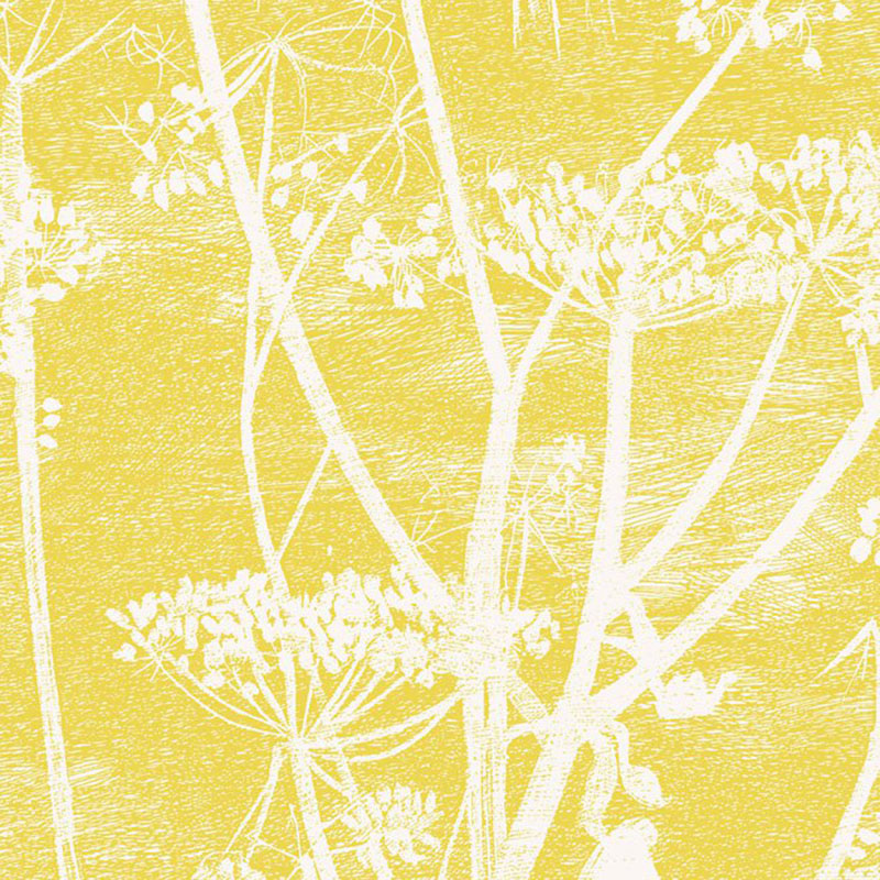 cole and son cow parsley white y wallpaper samples cole and son cow parsley white y wallpaper samples